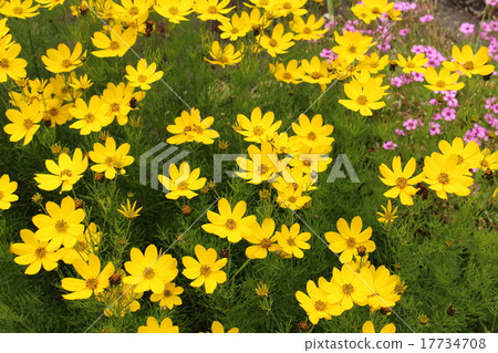 年輕人留下水母 年輕人留下水母 17734708