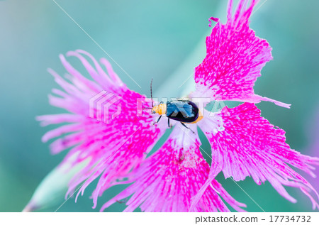 黑色薄層 17734732