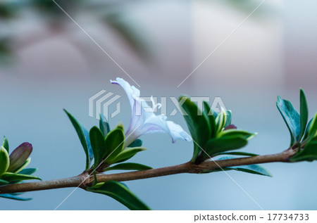 白莖花（天鵝） 17734733