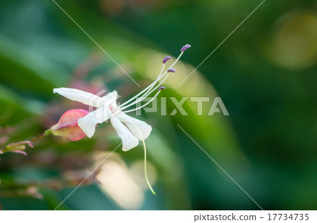 Rabbit flowers Rabbit flowers 17734735