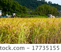 Combine and fruit rice 17735155