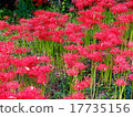 cluster spider lilies growing in clusters 17735156