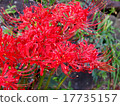 Cluster amaryllis 17735157