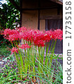A cluster amaryllis that blooms in front of the abandoned building 17735158