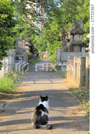 A cat turning back A cat turning back 17735367