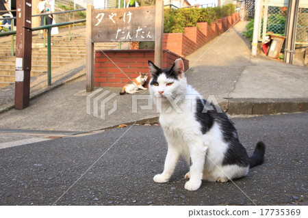 Cat of gradual sunset Cat of gradual sunset 17735369