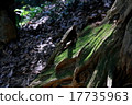 Shade of trees and moss 17735963