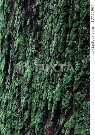 Trunk moss 17735964