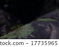 Spore body of moss 17735965