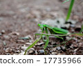 Mantis 17735966