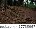 Tree root 17735967
