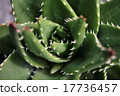 Thorns of succulent plants 17736457