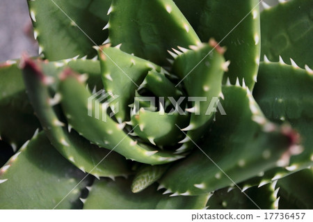 Thorns of succulent plants 17736457