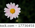 Margaret single wheel 17736458