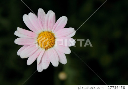 Margaret single wheel 17736458