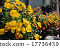 Violet flower bed 17736459