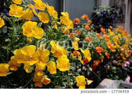Violet flower bed 17736459