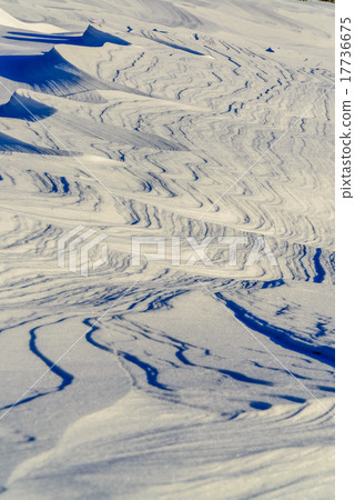 Shukabula (snowpea) 17736675