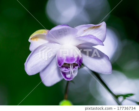 蓮花海綿 17736734