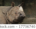 Rhino 17736740