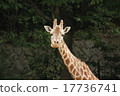 Giraffe  17736741