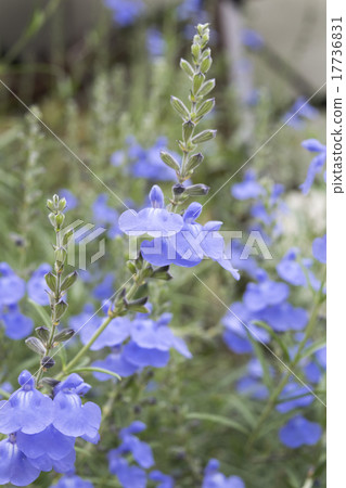 Salvia Azurea Salvia Azurea 17736831