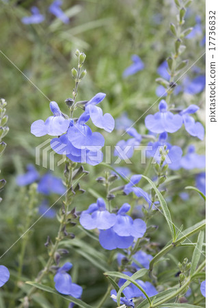 Salvia Azurea Salvia Azurea 17736832