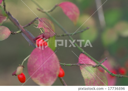 The red fruit of the Pear 17736896