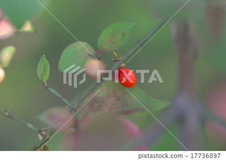 The red fruit of the Pear 17736897