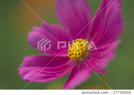Cosmos 17736898