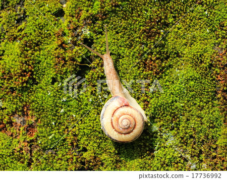 snails snails 17736992