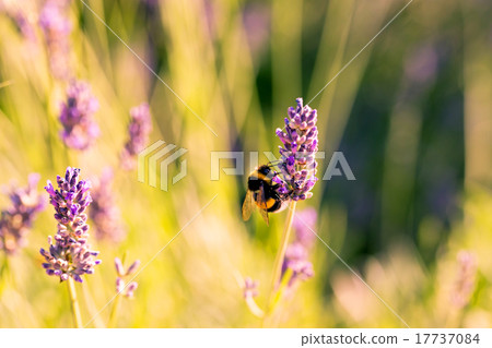 Bumblebee on a fragrant bed of lavender Bumblebee on a fragrant bed of lavender 17737084