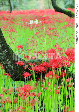 束帶的簇狀孤挺花 17737475