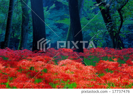 束帶的簇狀孤挺花 17737476