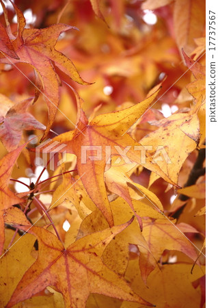 Autumnal leaves Autumnal leaves 17737567