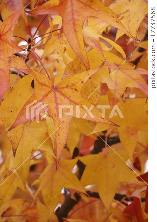 Autumnal leaves Autumnal leaves 17737568