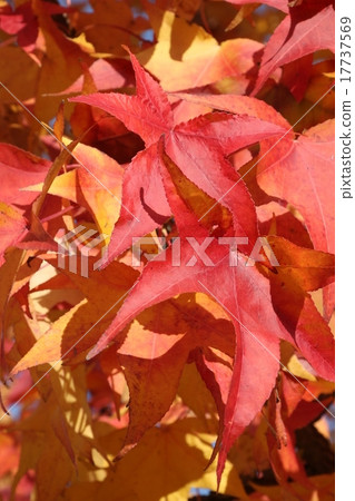 Autumnal leaves Autumnal leaves 17737569
