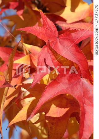 Autumnal leaves Autumnal leaves 17737570