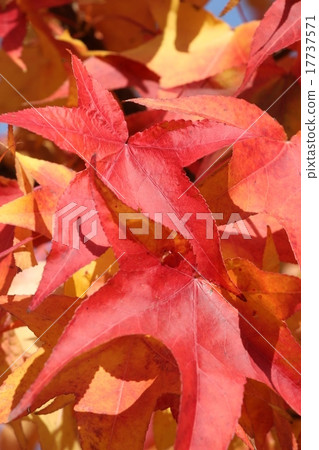 Autumnal leaves Autumnal leaves 17737571