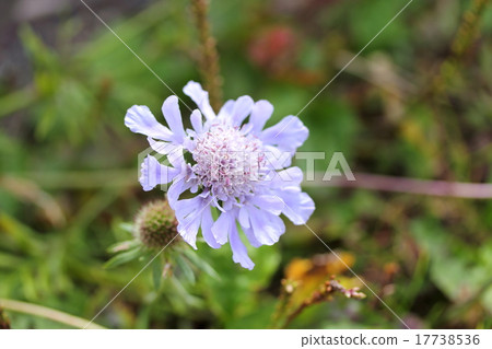 Matsumushisou 17738536