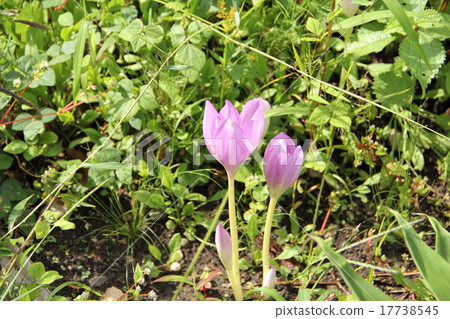 犬藏紅花 17738545