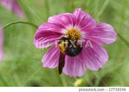 A bear and a cosmos (Happy ring) A bear and a cosmos (Happy ring) 17738546
