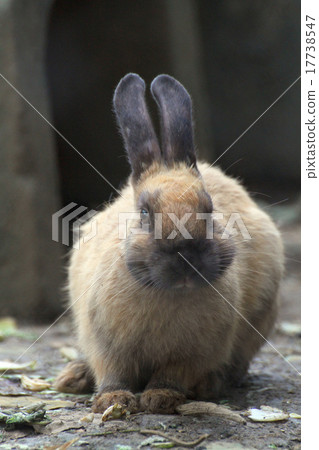 Beeffer's rabbit Beeffer's rabbit 17738547