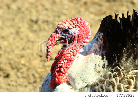 turkey's head 17738625