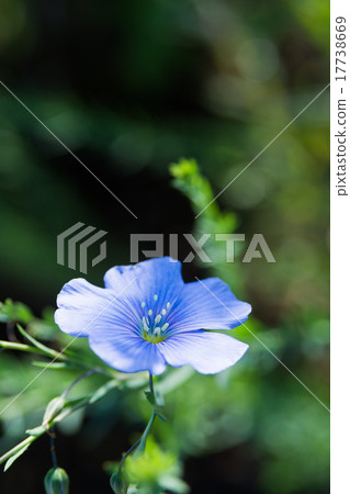 Flax of flowers 17738669
