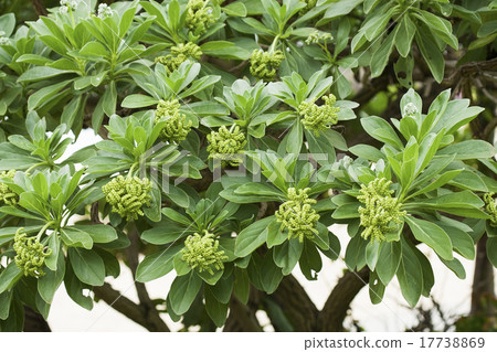 Flower crest feather tree Mompano Flower crest feather tree Mompano 17738869