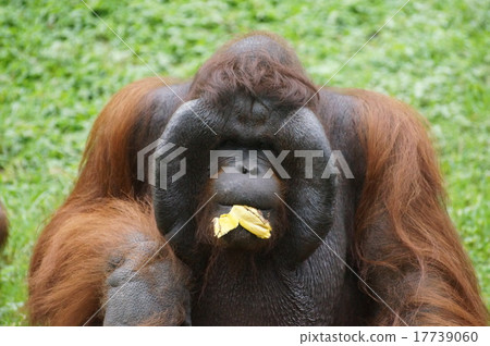 Taman Safari, Indonesia 17739060