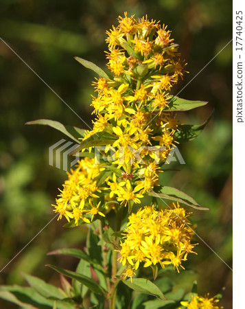 Affiliation 17740425