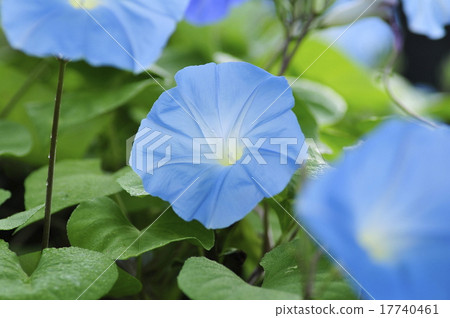 西方牽牛花 17740461