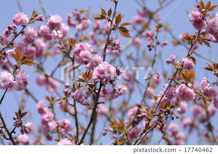 Peony cherry tree Peony cherry tree 17740462